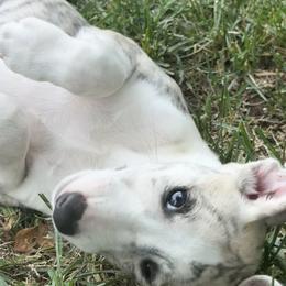 The Hunter - Fawn brindle male Whippet puppy in Hopkinsville, Kentucky from Night Sky Whippets