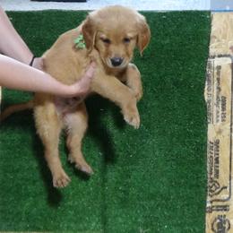 Golden Retriever Puppies from Fetching Goldens, LLC