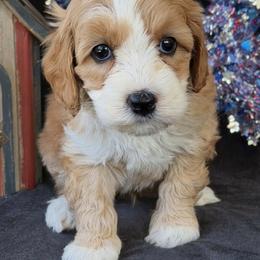 Washington - Apricot male Australian Labradoodle puppy in Washington, North Carolina from Pamlico Labradoodles
