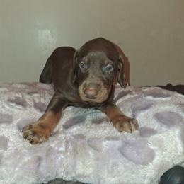 Girl 6 - Red and rust female Doberman Pinscher puppy in Concord, North Carolina from Dove's K9 Academy