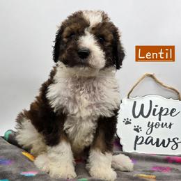 Lentil - Tri-color male Bernedoodle puppy in Neillsville, Wisconsin from Granton Creek