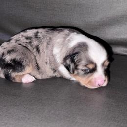 Steel - Blue merle male Toy Australian Shepherd puppy in Stephenville, Texas from Rising JM Pembrokes
