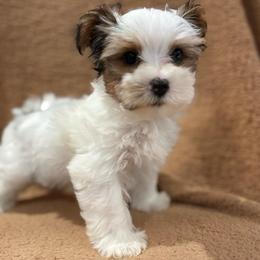 Rheagar - Parti male Yorkshire Terrier puppy in Fredericksburg, Virginia from VA Exclusive Yorkies