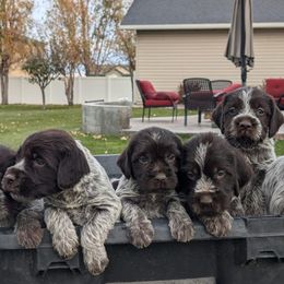Wirehaired Pointing Griffon puppies from Mountain River Griffons