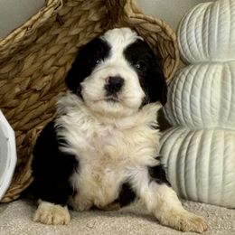 Boy 2 - Black and white male Bernedoodle puppy in Russiaville, Indiana from Pleasant Creek Minibernedoodles