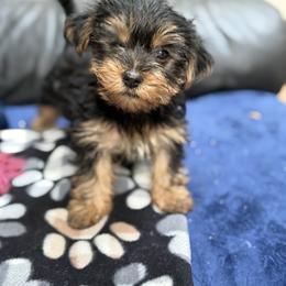 Missy - Black and tan female Yorkshire Terrier puppy in Pacific, Washington from Holly’s  House of Yorkies