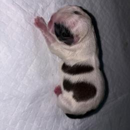 BIV - Black gold and white male Shih Tzu puppy in Escondido, California from CRUZ Canines's Shih Tzus