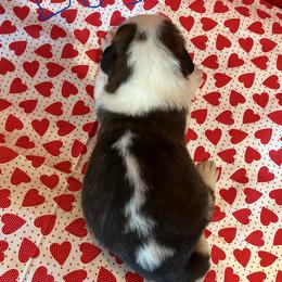 Zig Zag - Red and white male Saint Bernard puppy in New Sharon, Maine from Kimball Pond  Saint Bernards