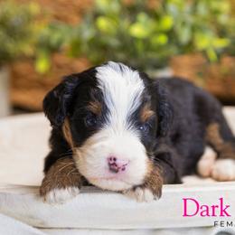 Dark Pink - Tri-color female Bernedoodle puppy in Alpharetta, Georgia from Doodles of Buckhead