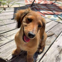 Dachshund Puppies from Lucy’s Mini Doxies