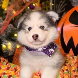 Lady - Tri-color female Pomsky puppy in Spring Hill, Florida from Besties Paw Life