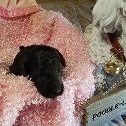 Poodle Puppies from Bear Cove Standard Poodles