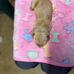 Gray collar - Light golden male Golden Retriever puppy in Monroe, Tennessee from Golden Girls Furever Friends