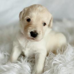 Labradoodles from Florida Doodle