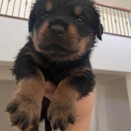 Rottweiler Puppies from GrowlHausRotts