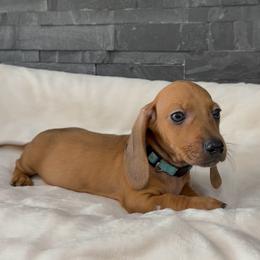 Blue - Red male Dachshund puppy in Goodyear, Arizona from AZ Royal Doxies llc