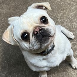 Auggie - Pug