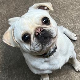 Auggie - Pug
