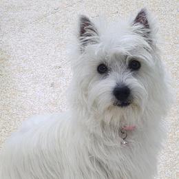 Annie - West Highland White Terrier