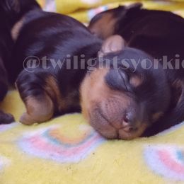 Yorkshire Terrier Puppies from Twilights Yorkies FL