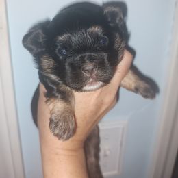 Boy 1 - Black & tan tri-color Maltipoo puppy in Waterloo, Illinois from Kat's Cockapoos and Maltipoos