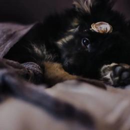 German Shepherd Puppies from Fairytale Kennel