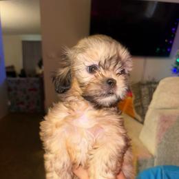 Pluto - Gold male Shih Tzu puppy in Huber Heights, Ohio from Little Healthy Purebred Pups