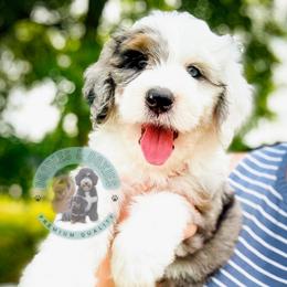 Colby - Blue merle male Bernedoodle puppy in Marion, Ohio from Doodles & Doxies