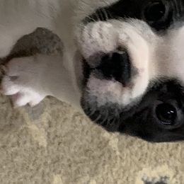 Bulldog and French Bulldog Puppies from Jagster’s Bulldogs