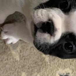Bulldog and French Bulldog Puppies from Jagster’s Bulldogs
