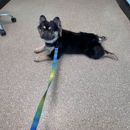 Rolo - French Bulldog