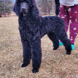 Poodle Puppies from Sapphire Poodles
