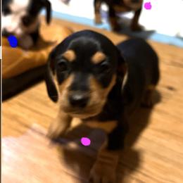 Dachshund Puppies from Matalik’s Mini’s