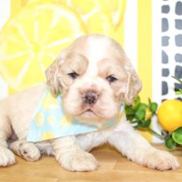 Cane - Buff male Cocker Spaniel puppy in Rattan, Oklahoma from Double M Cocker Spaniels