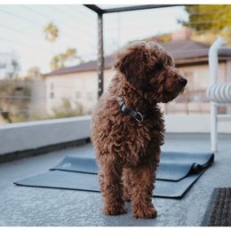 Bernedoodle, Goldendoodle, and Sheepadoodle Puppies from High Desert Doodles