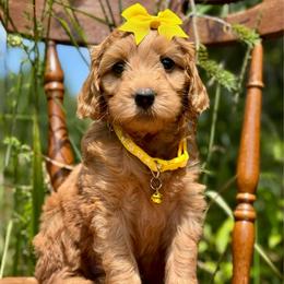 Mint - Red  female Goldendoodle puppy in Hesperia, Michigan from Red Acres Poodles & Doodles