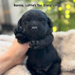Bonnie - Black female Labrador Retriever puppy in Owosso, Michigan from Bennington Retrievers