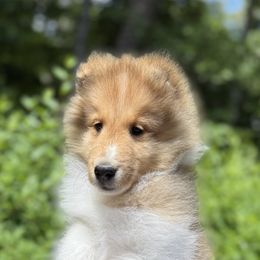 Red boy - Sable and white male Shetland Sheepdog puppy in Chapel Hill, North Carolina from Solange Shelties