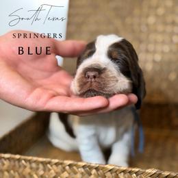 Blue - Liver white and roan male English Springer Spaniel puppy in Brownsville, Texas from South Texas Springers