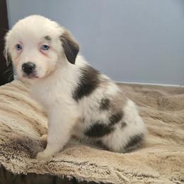 Holly - Blue merle female Australian Shepherd puppy in Millwood, Missouri from Small Town Australian Shepherds