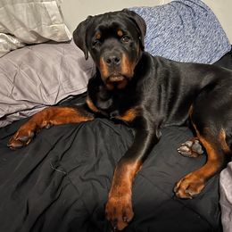 Rottweiler Puppies from T&A Rottweilers