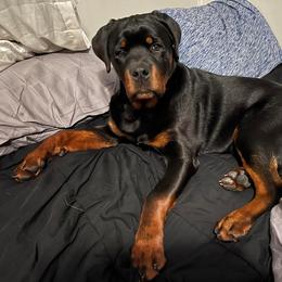 Rottweiler Puppies from T&A Rottweilers