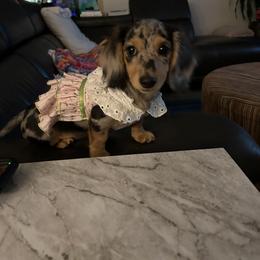 Dachshund Puppies from Dachshund Family Love Breeders
