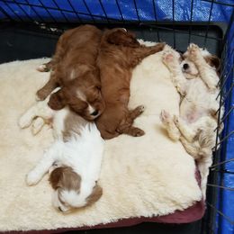 Cavalier King Charles Spaniel Puppies from Cavaliers of the County Macon