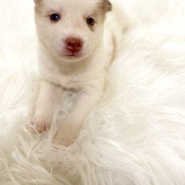 Siberian Husky Puppies from Vixen Siberians