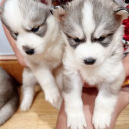Siberian Husky Puppies from Ucanan Huskies