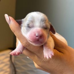 Blue and tan dapple girl - Blue and tan female Dachshund puppy in North Branch, Michigan from Monarch Miniature Dachshunds