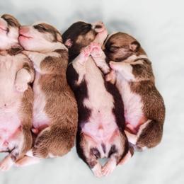 Pembroke Welsh Corgi Puppies from Annwyl McCorgis