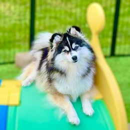 Tsu - Pomsky