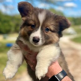Purple Collar Boy Rusty - Sable male Pembroke Welsh Corgi puppy in Paris, Kentucky from Flat Run Corgis